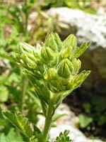 Potentilla Hookeriana (fam. Rosacees)(Am. du Nord)(06) (Photo F. Mrugala)